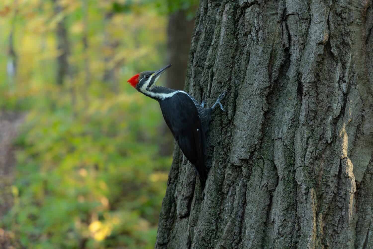 A closeup of a imperial woodpecker on a tree trunk in a forest