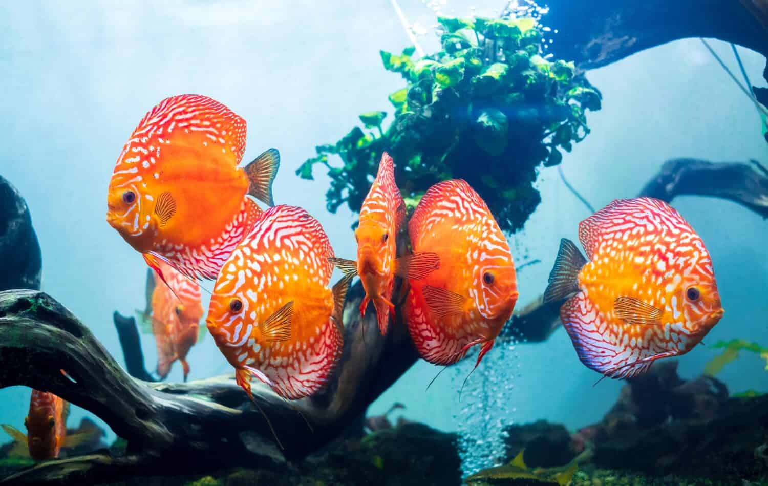 Group of colorful discus (pompadour fish) are swimming in fish tank. Symphysodon aequifasciatus is American cichlids native to the Amazon river, South America,popular as freshwater aquarium fish.