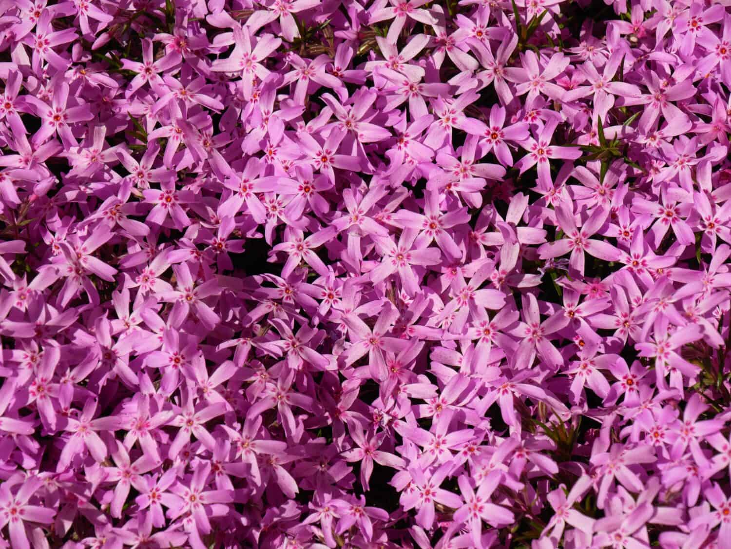 Pink miniature creeping phlox (Phlox stolonifera) form bright living carpet. Excellent view for design and wallpaper. Abstract backdrop. Top view.