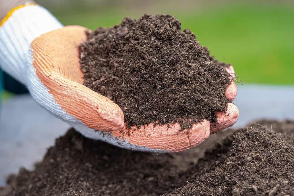 Peat moss vs coco coir: experts advise on the pros and cons