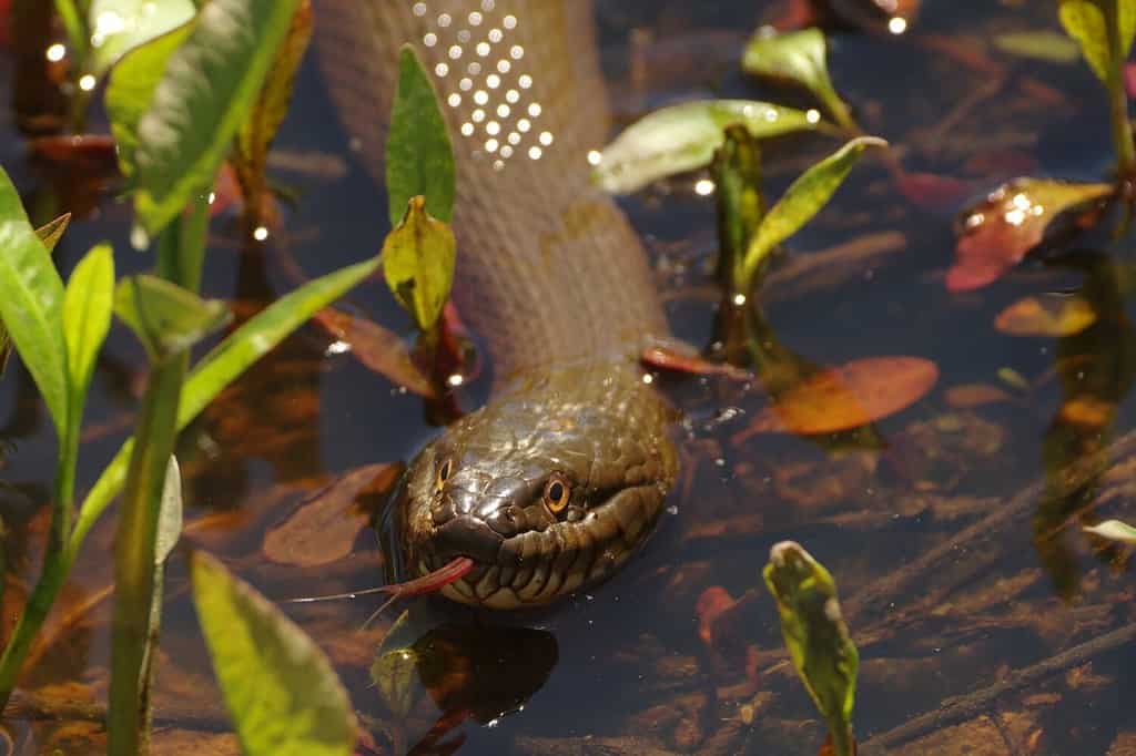 A northern water snake (Nerodia sipedon) swims in a marsh pond in Huntley Meadows Park in Alexandria, Virginia.