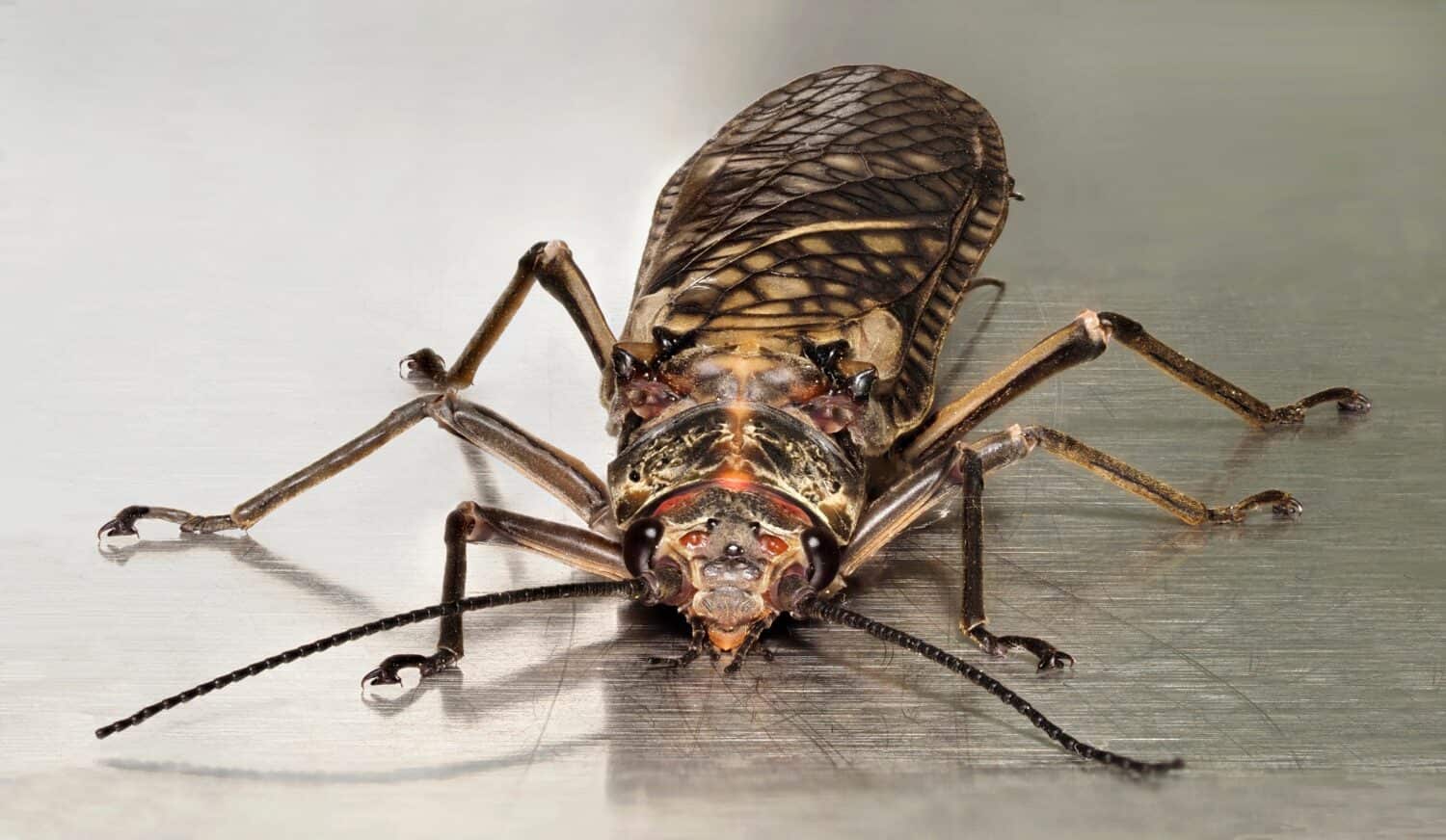 A Head on Close-up Focus Stacked Image of a Giant Stonefly on a Brushed Stainless Steel Surface