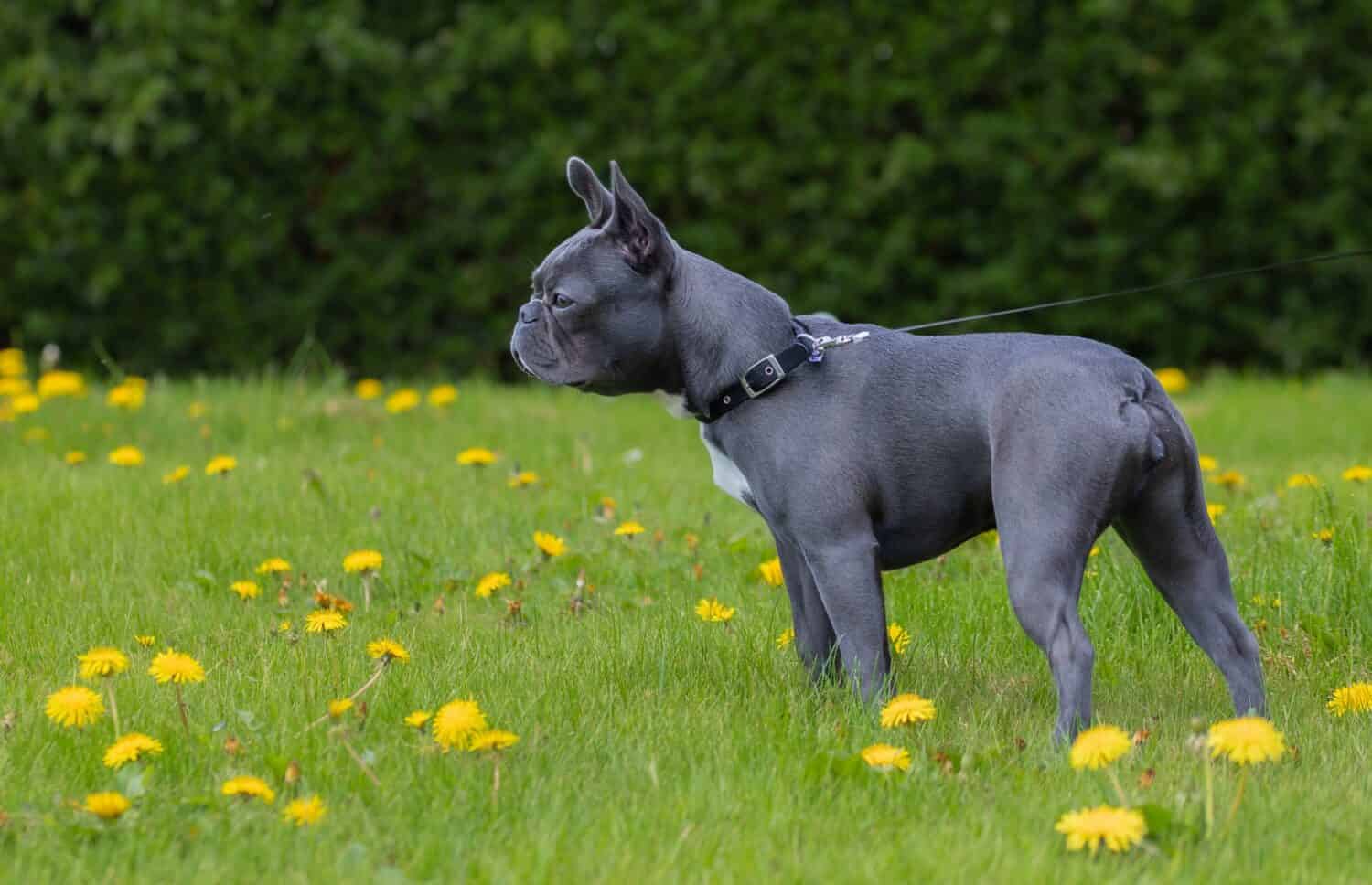 Boston Terrier, blue, dog and meadow