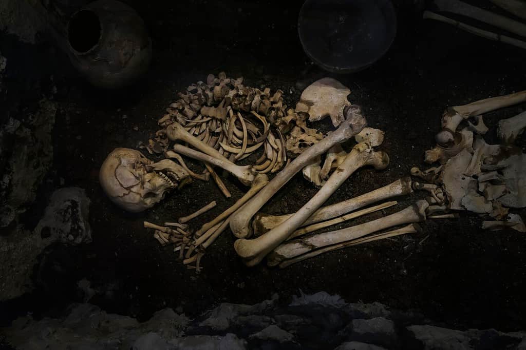 Skeleton, human bones. Archaeological excavation of dead person graveyard
