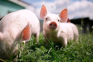 255+ Perfect Pig Names For Your Pet Picture