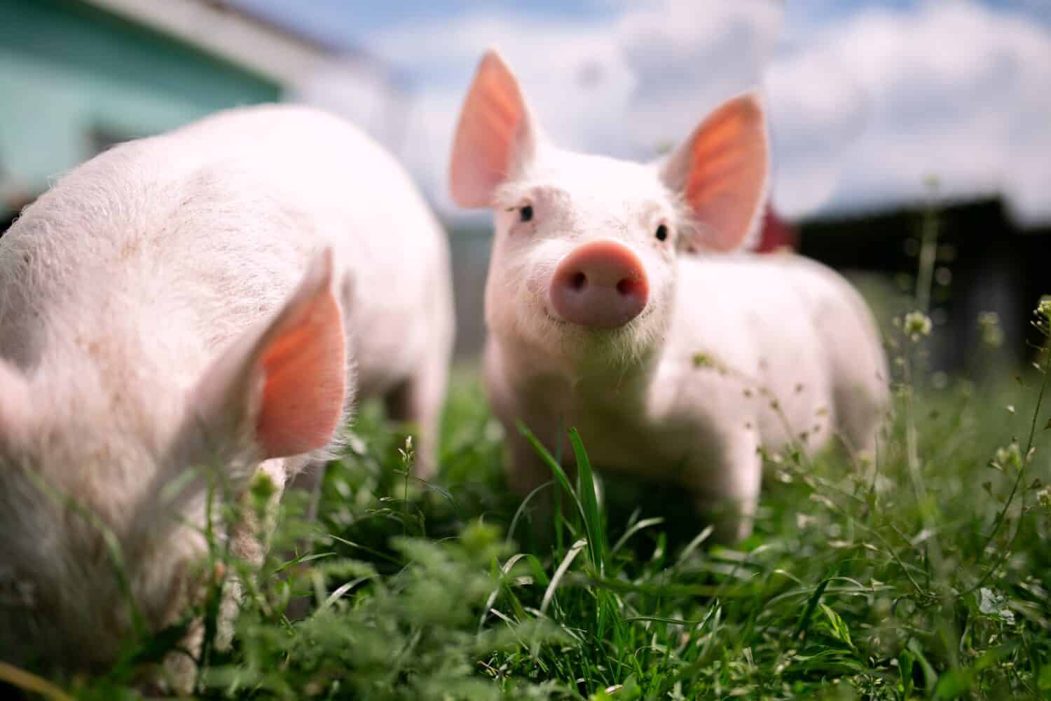 Two cutie and funny young pig is standing on the green grass. Happy piglet on the meadow, small piglet in the farm posing on camera on family farm. Regular day on the farm 