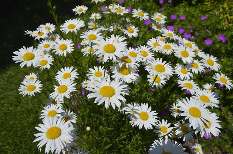 Amazing Daisies Daisy May Shasta Daisy