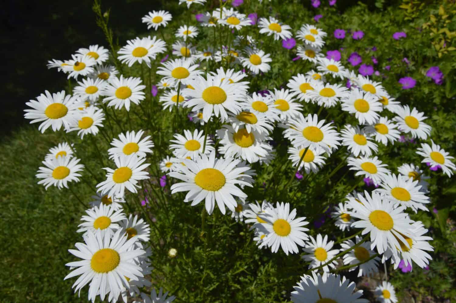 Perennial flower: Amazing Daisies Daisy May Shasta Daisy