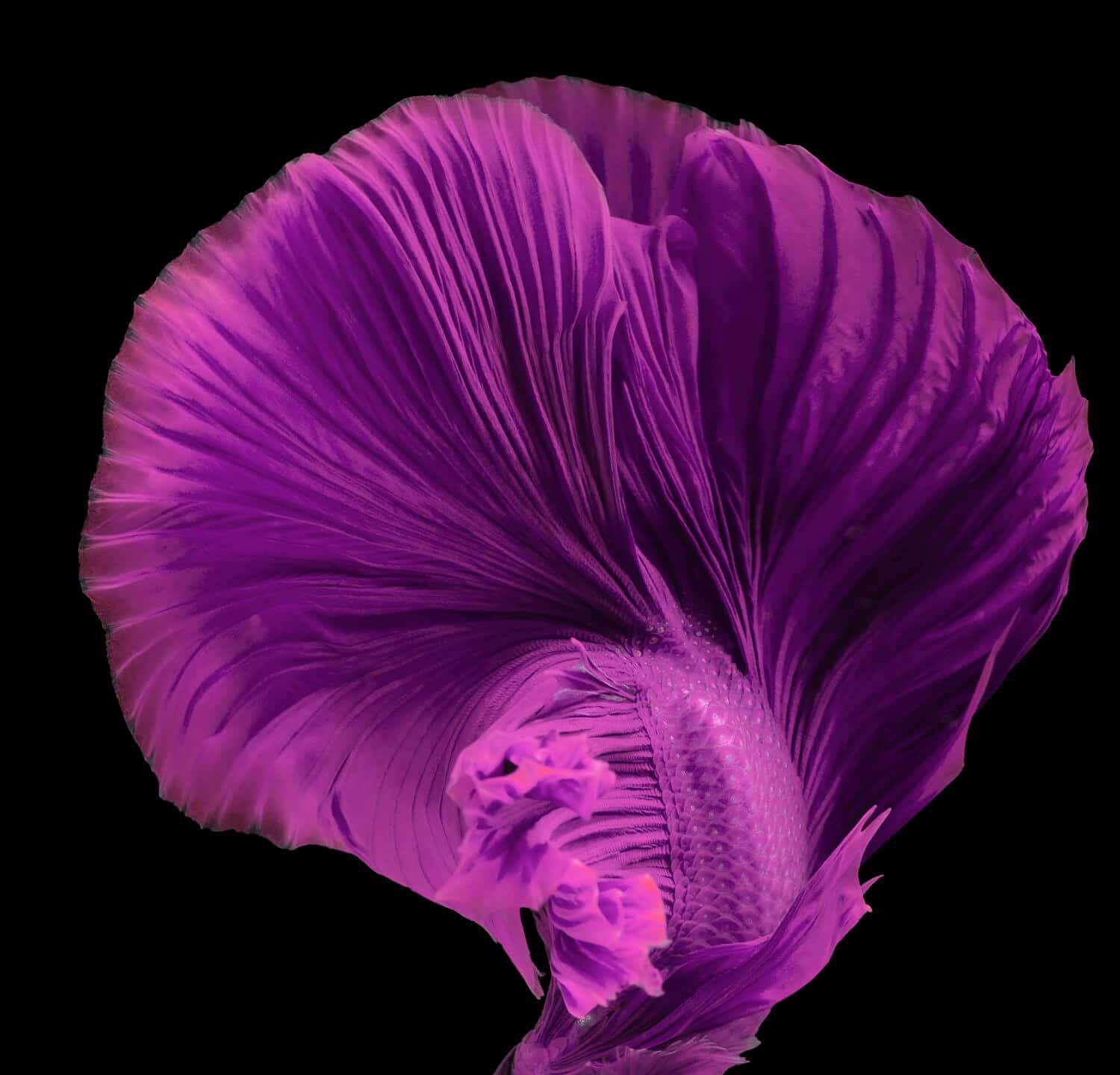 Beautiful movement of Pink purple betta fish, Fancy Halfmoon Betta, The moving moment beautiful of Siamese Fighting fish, Betta splendens, Rhythmic of Betta fish isolated on black background.