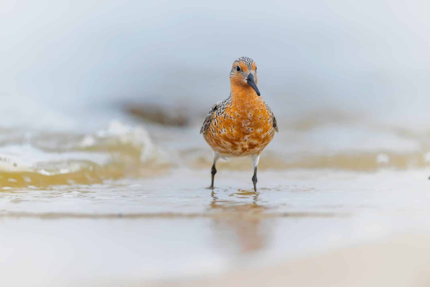 Red knot. Protect the endangered species, biological diversity theme.3rd March, world day of endangered species.