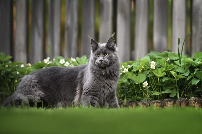 beautiful maine coon cat standing outdoors in the garden