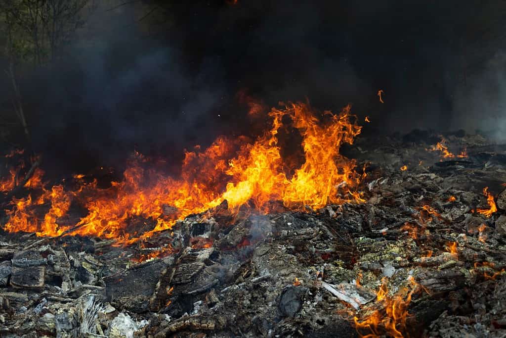 Fire and black smoke. Fire in landfill. Smoke in forest. Illegal landfill. Thick black smoke.