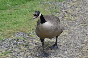 Hardworking Canadian Goose Parents Stop Traffic to Ensure Safe Passage of their Goslings photo