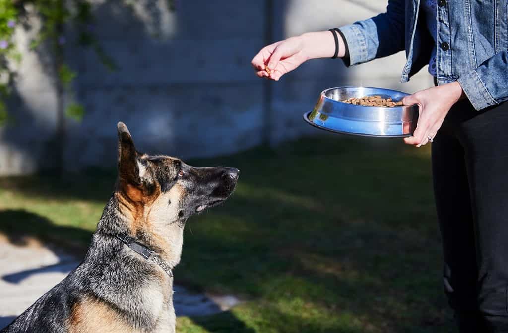 Ooo, food time. Shot of an unrecognizable woman feeding her German Shepherd outside during the day.