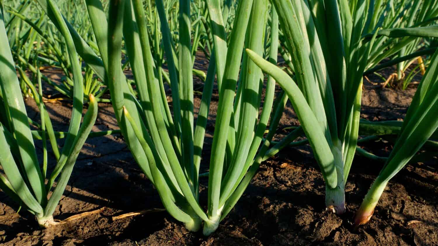 Green onions grow in the garden. Growing greens. Organic vegetables and herbs for the kitchen