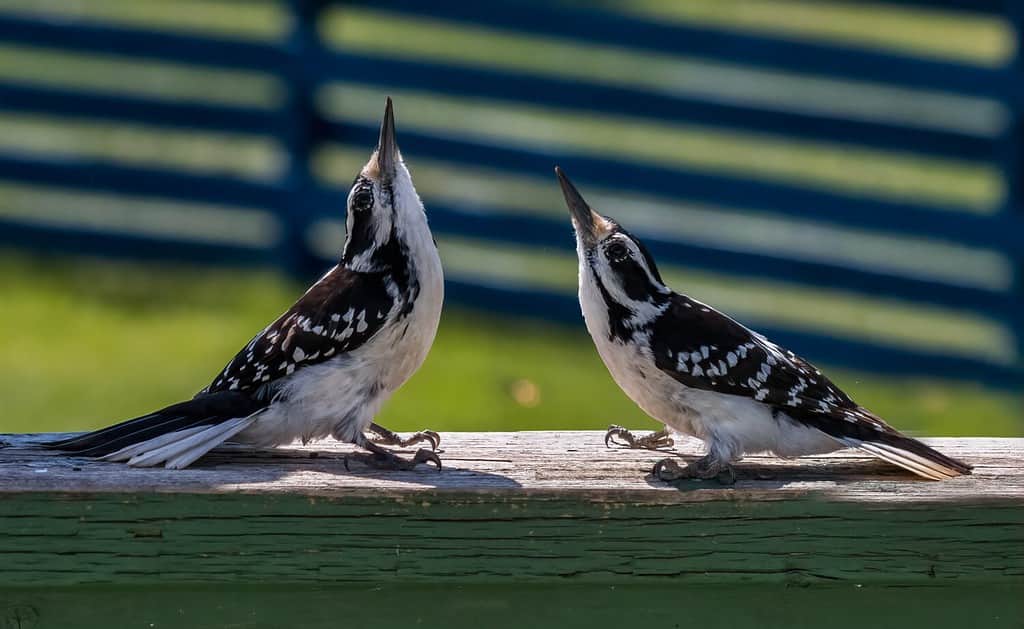 A Pair of Hairy Woodpeckers in Courtship