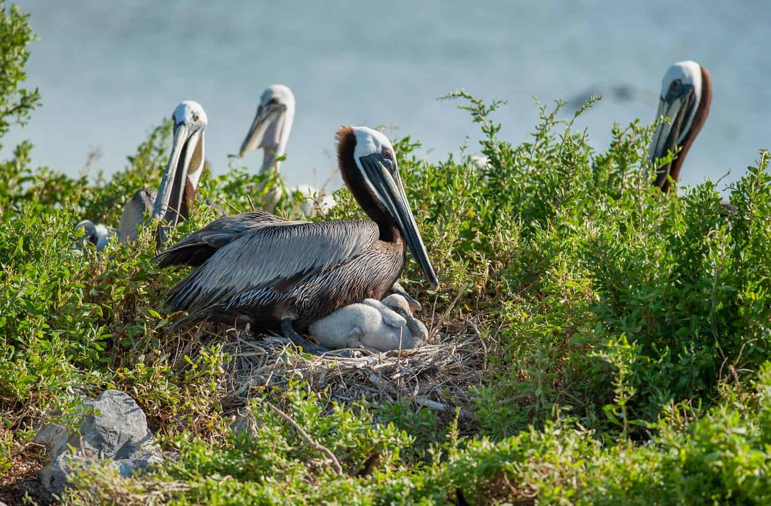 Nesting Brown Pelicans on Queen Bess Island in Coastal Louisiana 