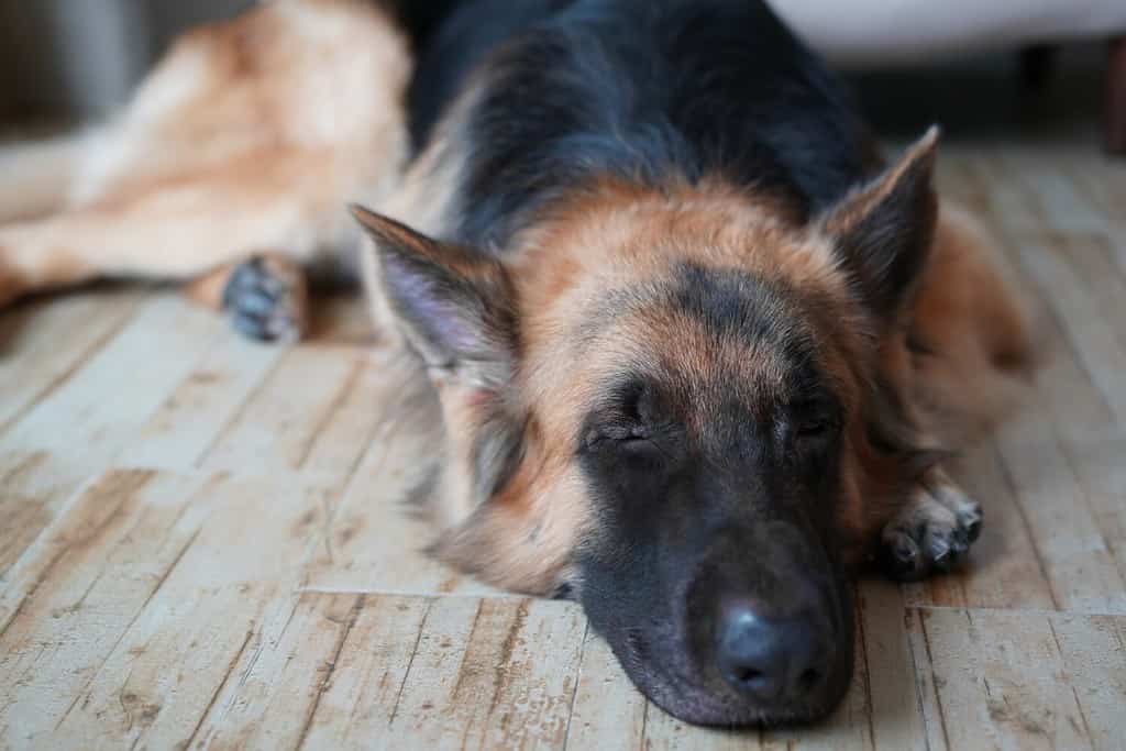 german shepherd dog lying down on living room floor