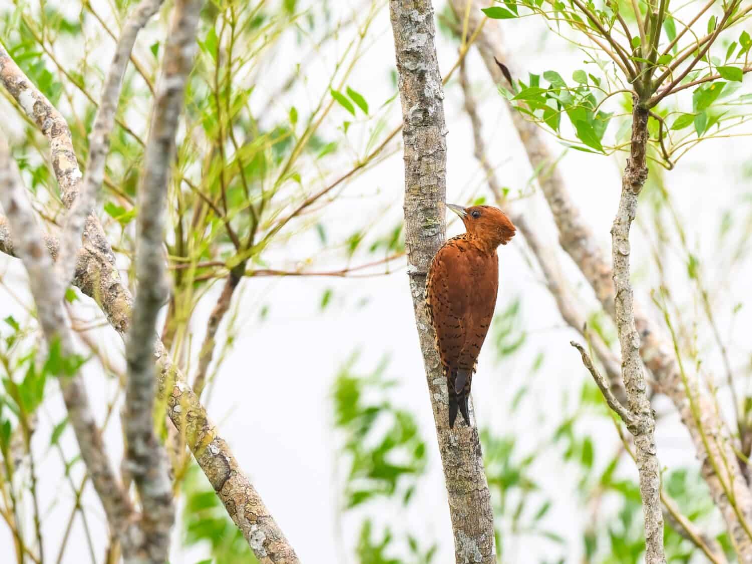 Cinnamon Woodpecker perched on tree branch 