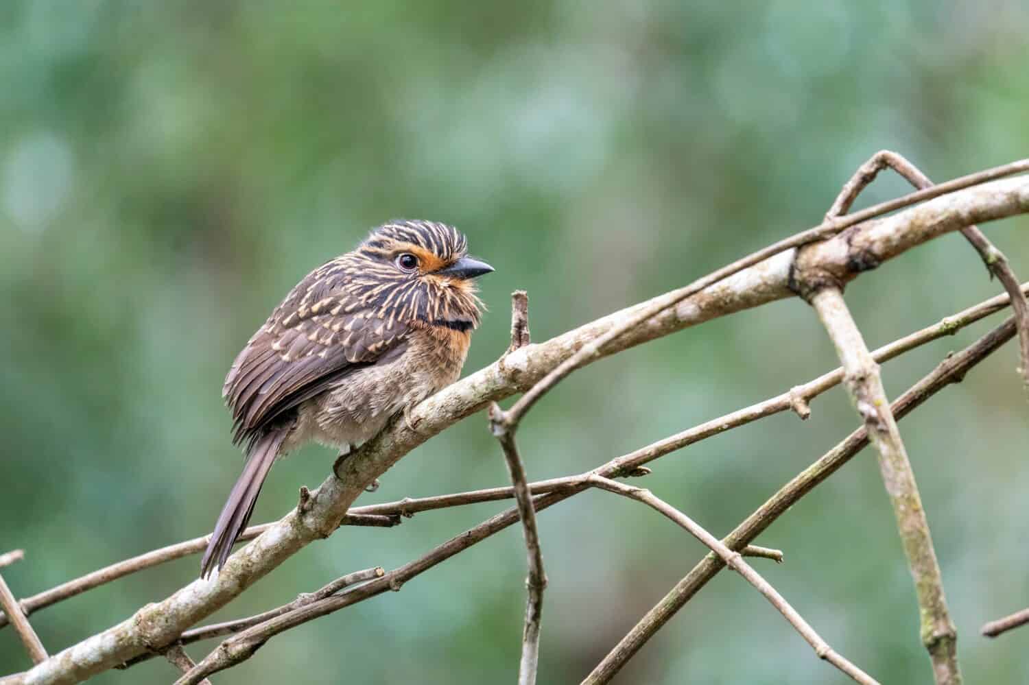 A Beautiful Crescent-chested Puffbird is perching on a twig in the forest of Alto Castelinho, Vargem Alta - Espírito Santo, Brazil