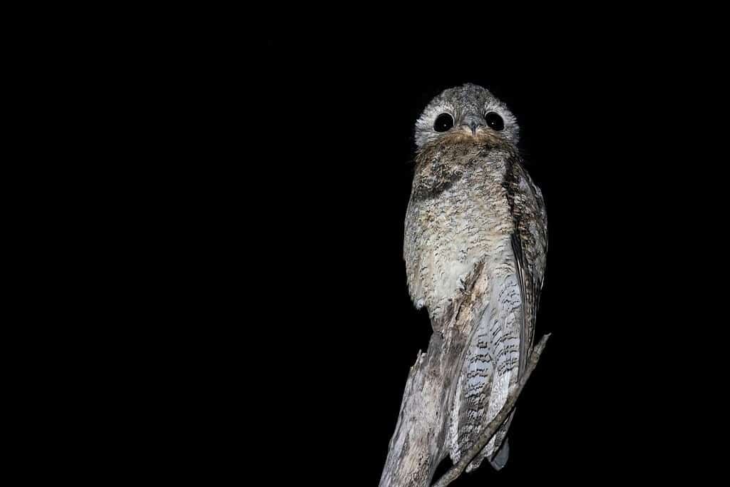 A Great Potoo is perching on a big branch at night with a black background looking towards the camera at Pouso Alegre Lodge, Northern Pantanal, Mato Grosso State, Brazil
