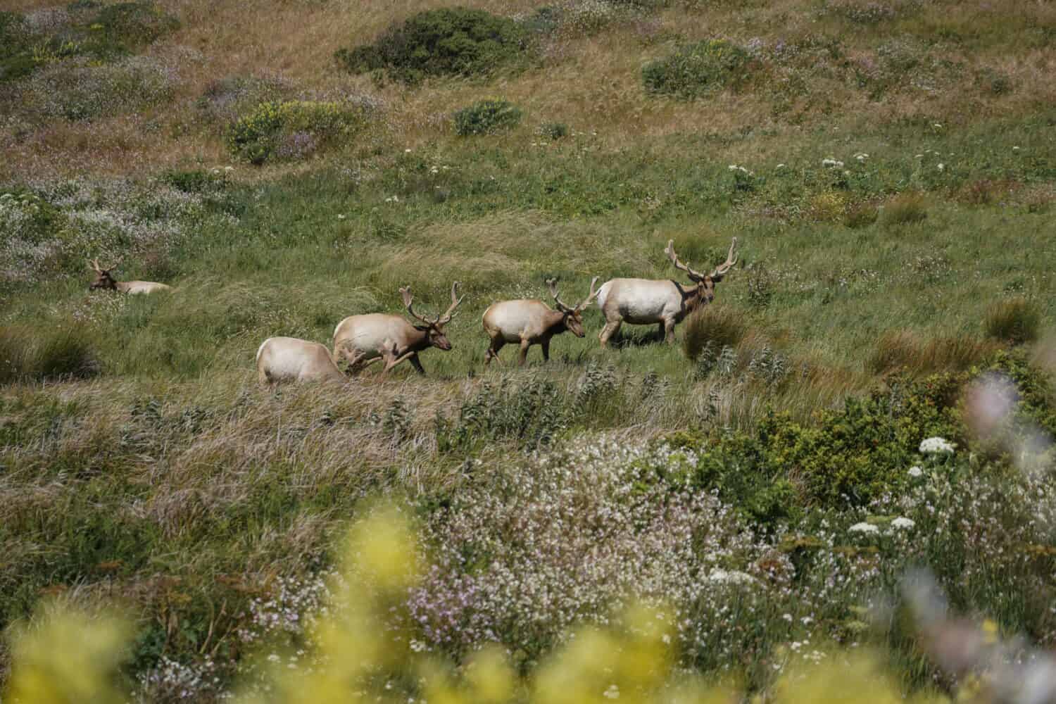 A large herd of Tule elks with beautiful antlers grazing on the grasslands with wild flowers as the foreground, shot on the Tomales Point Trail in late May in northern California. 