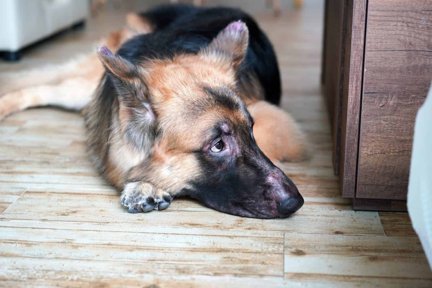 German shepherd with skin rash from allergies lying down on the floor.