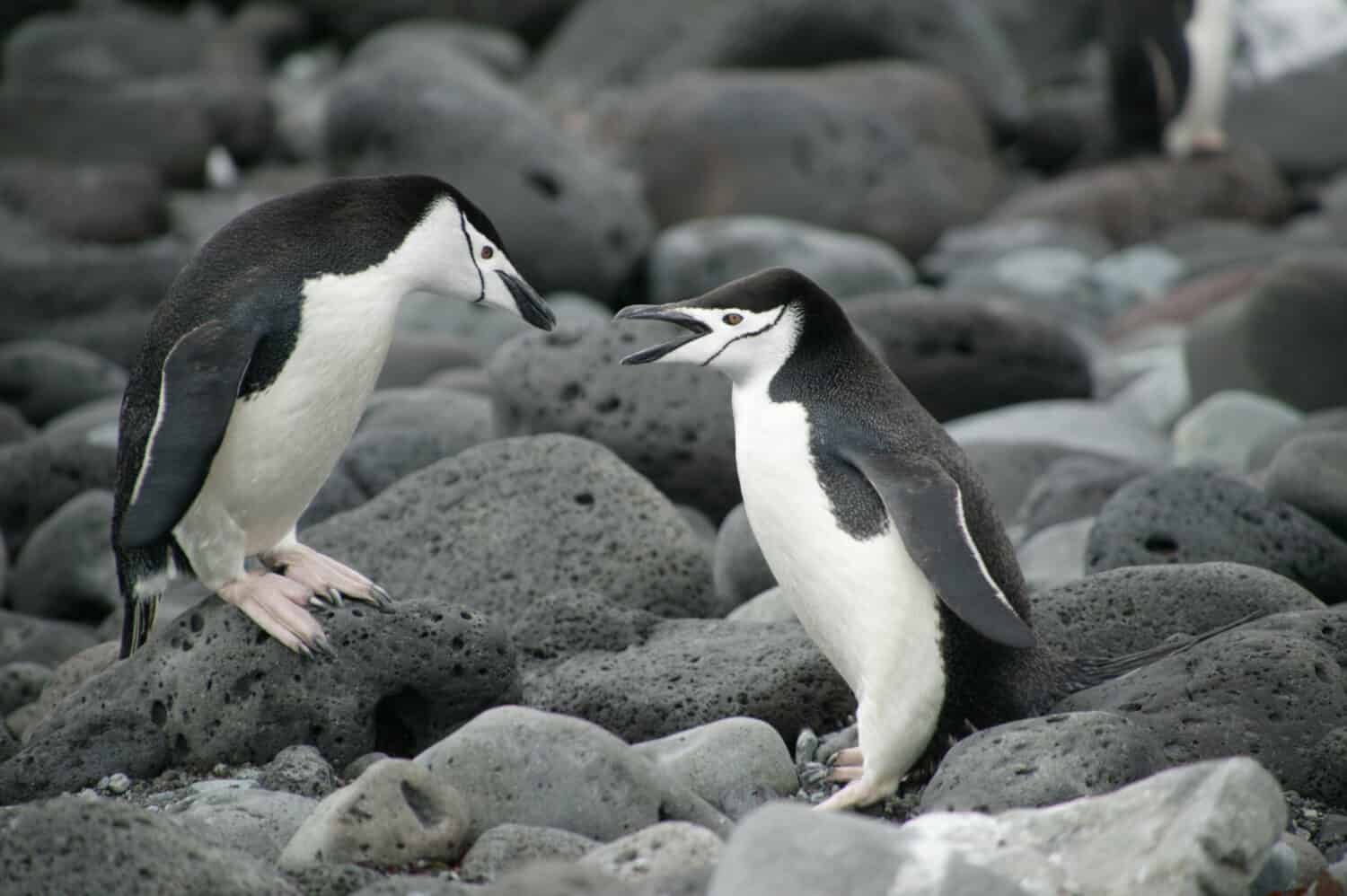 Mating Chinstrap Penguins, Penguin Island, South Shetland Islands, Antarctica