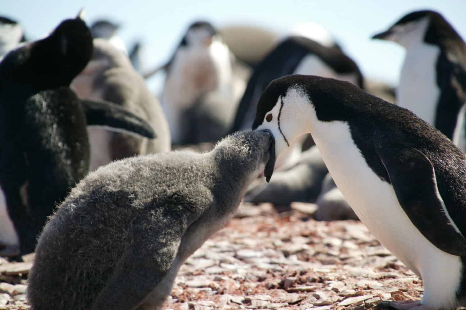 Chinstrap Penguins, Penguin Island, South Shetland Islands, Antarctica