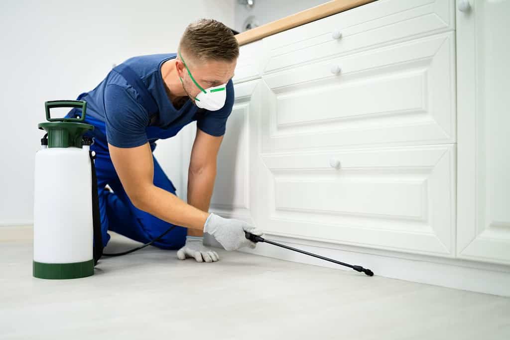 Pest Control Worker Spraying Insecticide In Domestic Kitchen