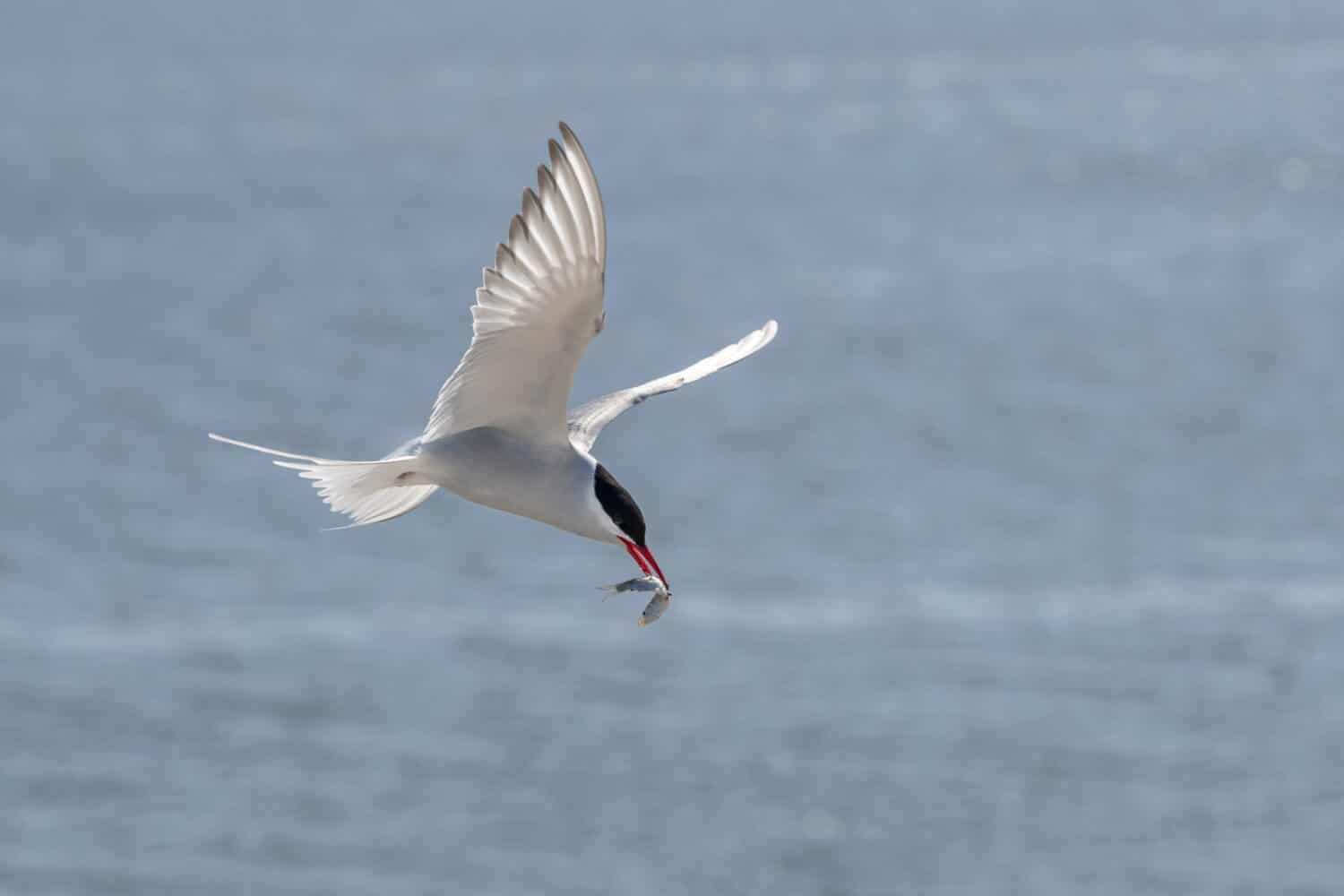 An arctic tern with fish in its mouth. 