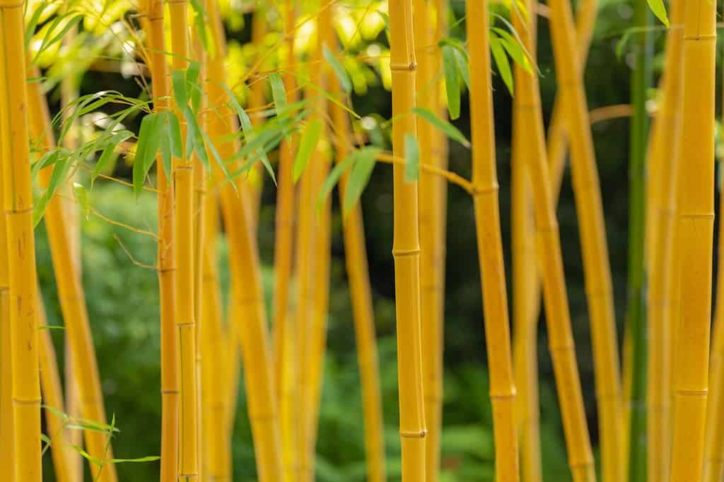 Selective focus of Phyllostachys aurea is a perennial that is also sometimes referred to as fish-pole or running bamboo, Beautiful yellow golden bamboo trees trunks in garden, Nature background.