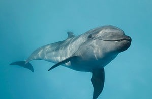 See a Dolphin Soothe Its Unborn Baby By Singing It Fishy Lullabies Picture