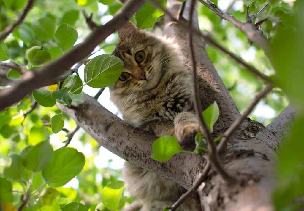 cat climbs a tree. Charming cat portrait on a tree branch in natural conditions. Selective focus.