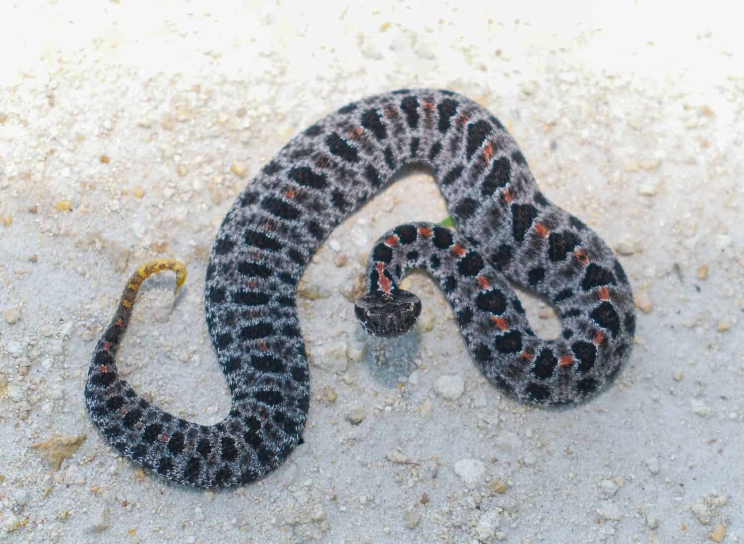 A pigmy rattlesnake on dirt with its rattle visible.