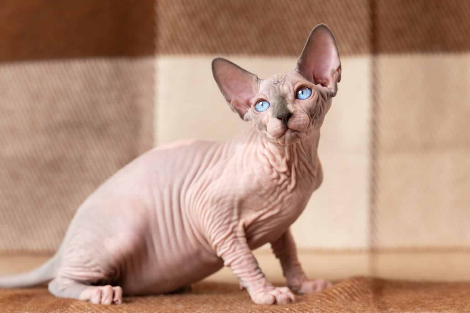 Blue mink and white color Sphynx cat four months old with blue eyes sitting at wool plaid brown and beige blanket and looking away carefully. Beautiful hairless male cat is rare breed pet. Home shot.
