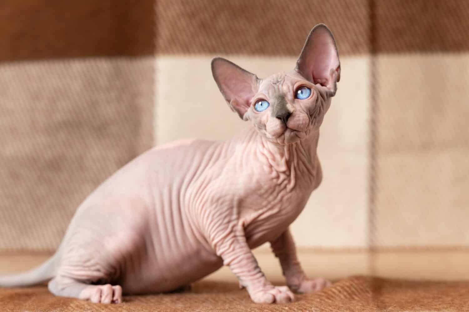 Hairless Manx Cat