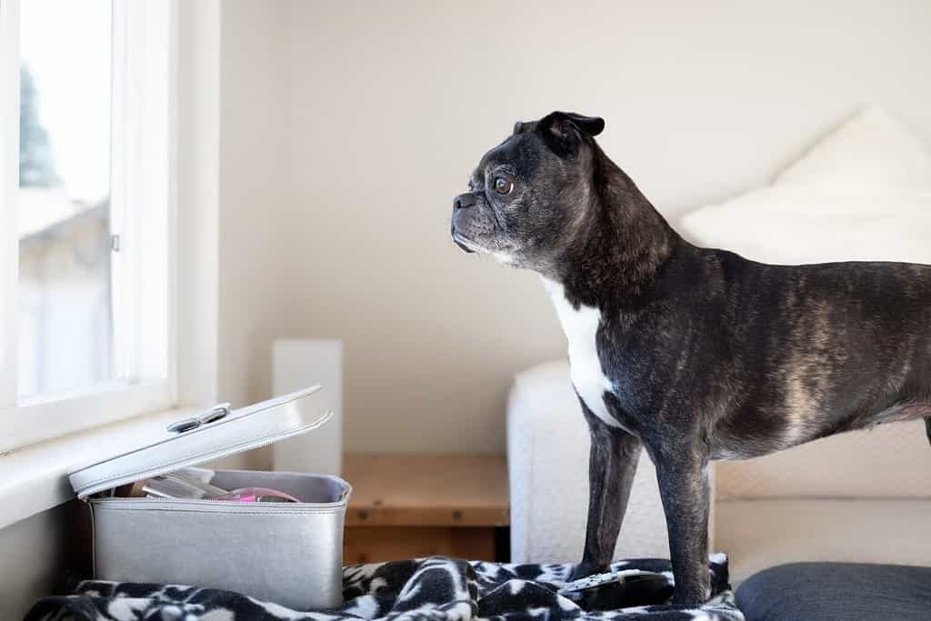 Senior dog looking out of window while standing on a chair waiting for owner. Sad or anxious. Side profile of 9 years old female boston terrier pug mix with black brindle coloring. Selective focus.