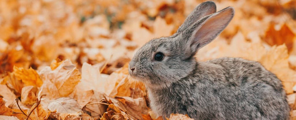 Charming gray domestic rabbit sits in a pile of beautiful bright autumn wedge leaves, photo banner