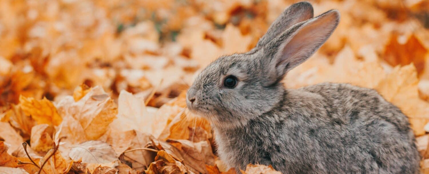 Charming gray domestic rabbit sits in a pile of beautiful bright autumn wedge leaves, photo banner
