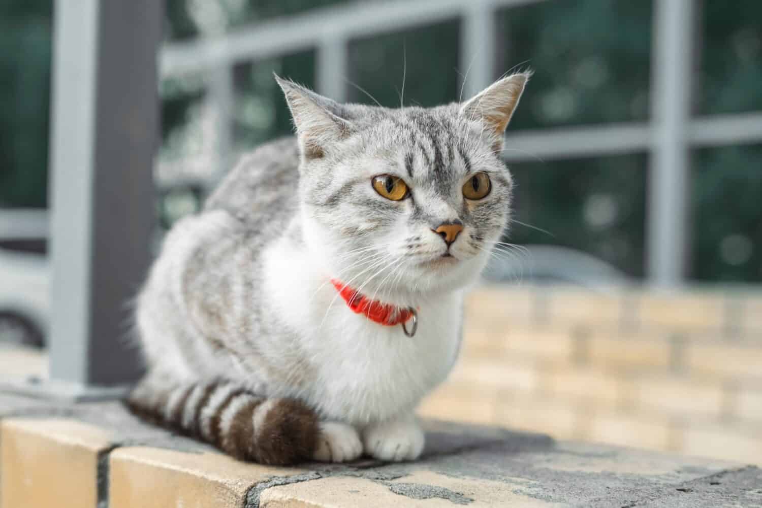 American Wirehair cat is sitting in a red collar in the yard of the house. A pet on a walk yard street.