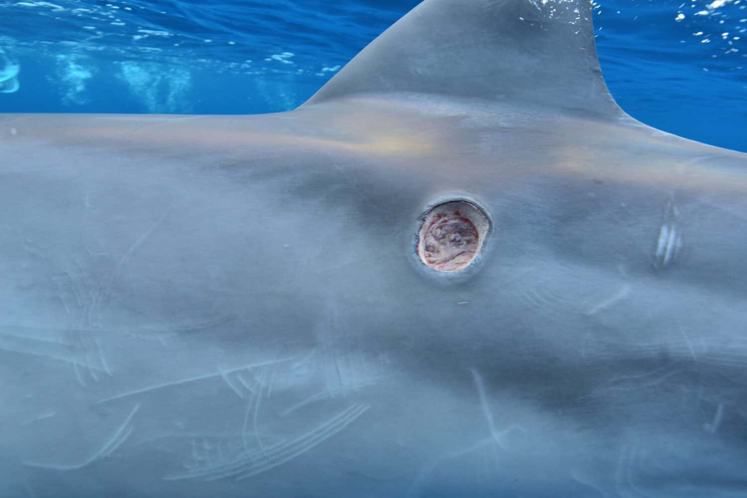 Cookie cutter shark bites on dolphin skin.