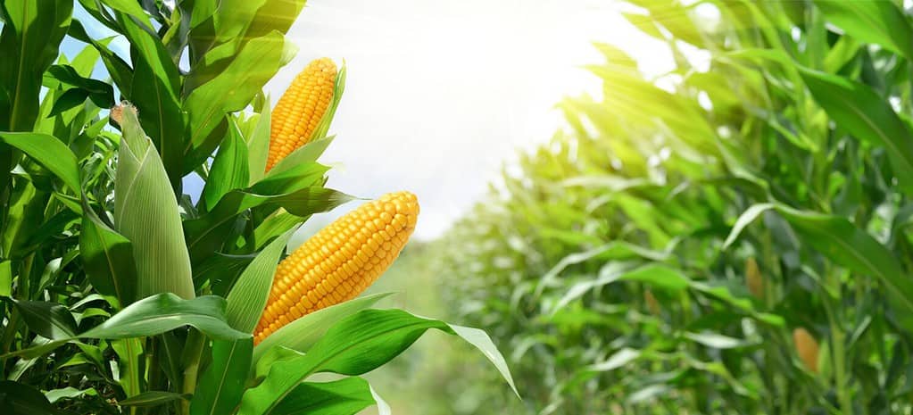 Corn cobs in corn plantation field.