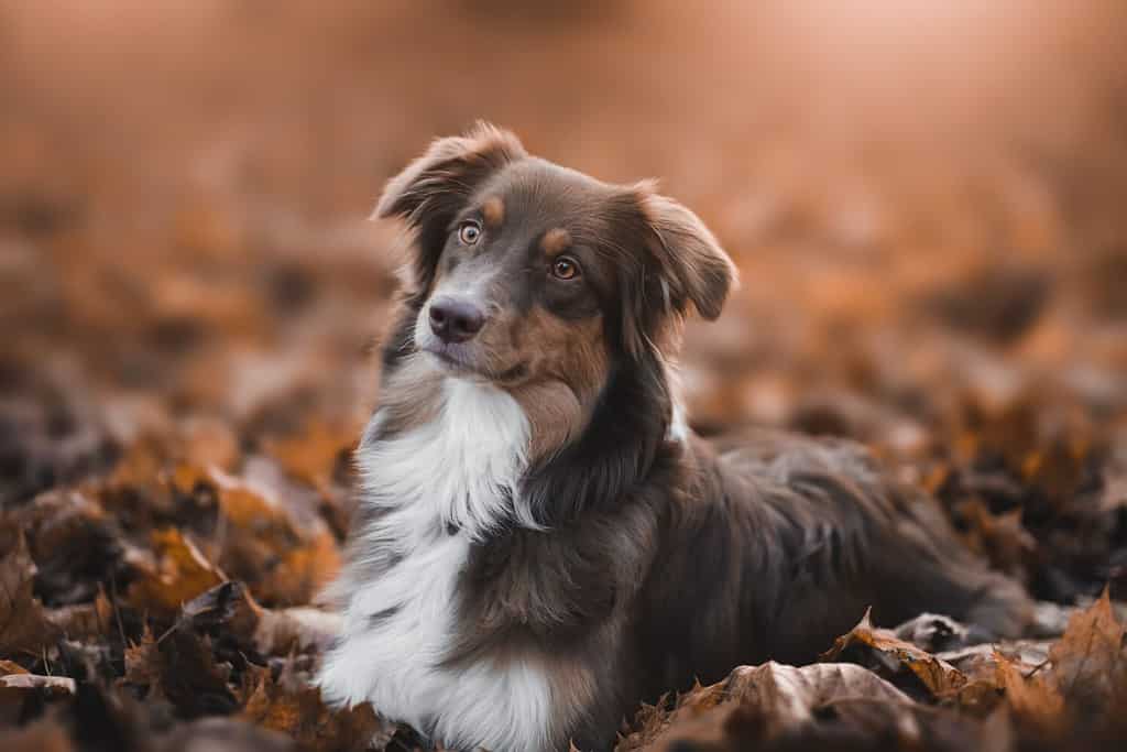 portrait beautiful brown white domestic australian shepherd dog posing nature sunset