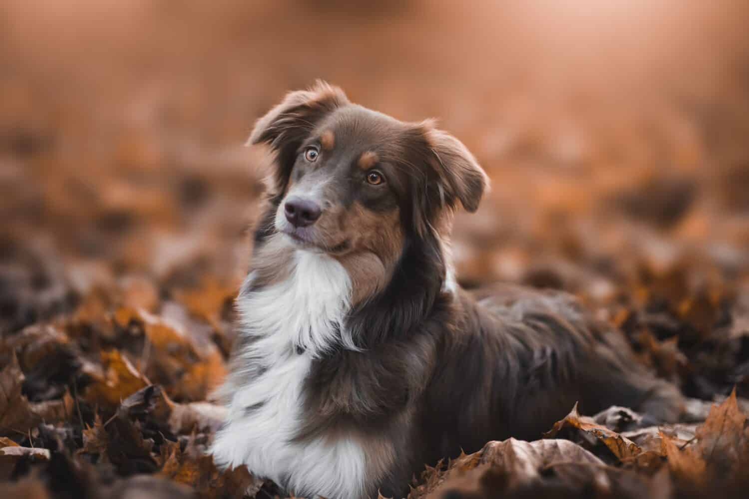 Why an Australian Shepherd Can Be the Best Dog for You