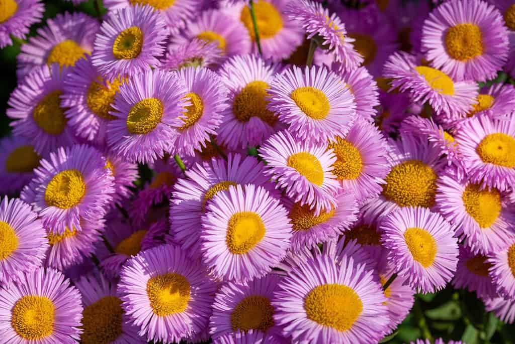 Background with pink asters. Pink daisies. Aster alpinus, perennial. Floral background