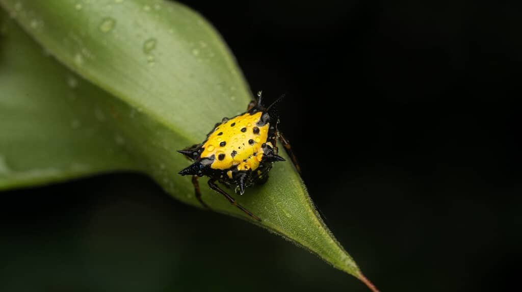 Intriguing Macracantha Hasselti spider, showcasing its mesmerizing hues and formidable spiky armor, a captivating example of nature's ingenuity.