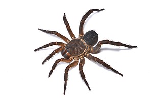 Trapdoor Spider Size: Just How Big Do These Spiders Get? Picture