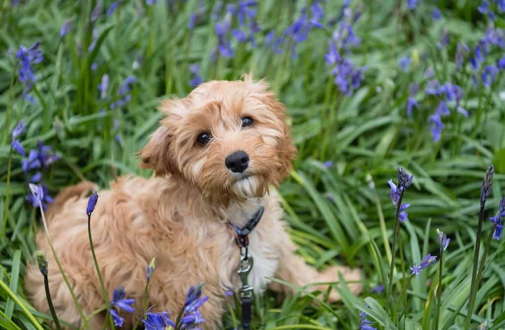 A closeup of a cavapoo puppy sitting in the grass with beautiful flowers and looking into the camera