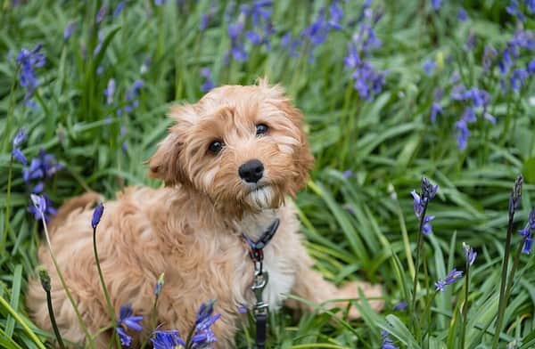 Cavapoo Prices in 2024: Purchase Cost, Vet Bills, and More! - A-Z Animals